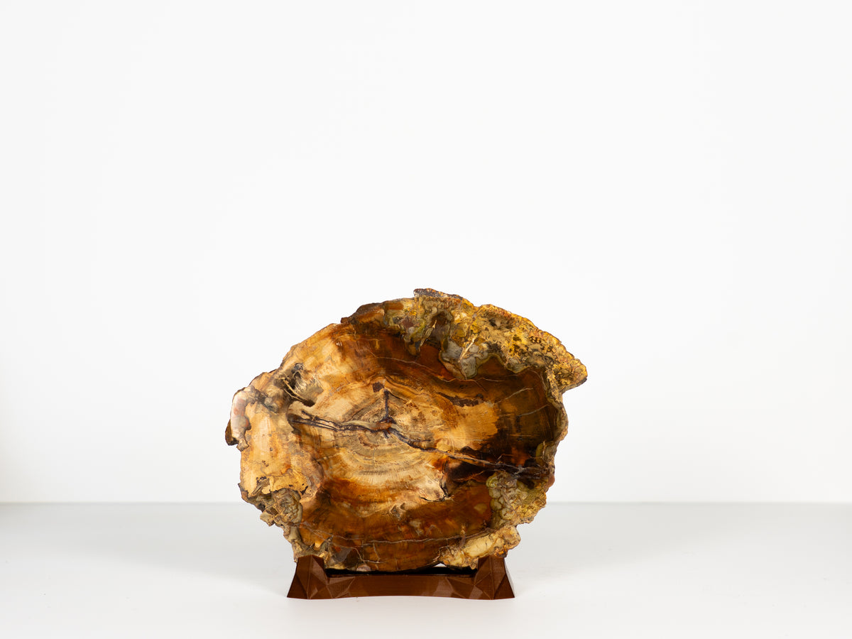 Versteend schijf hout op standaard