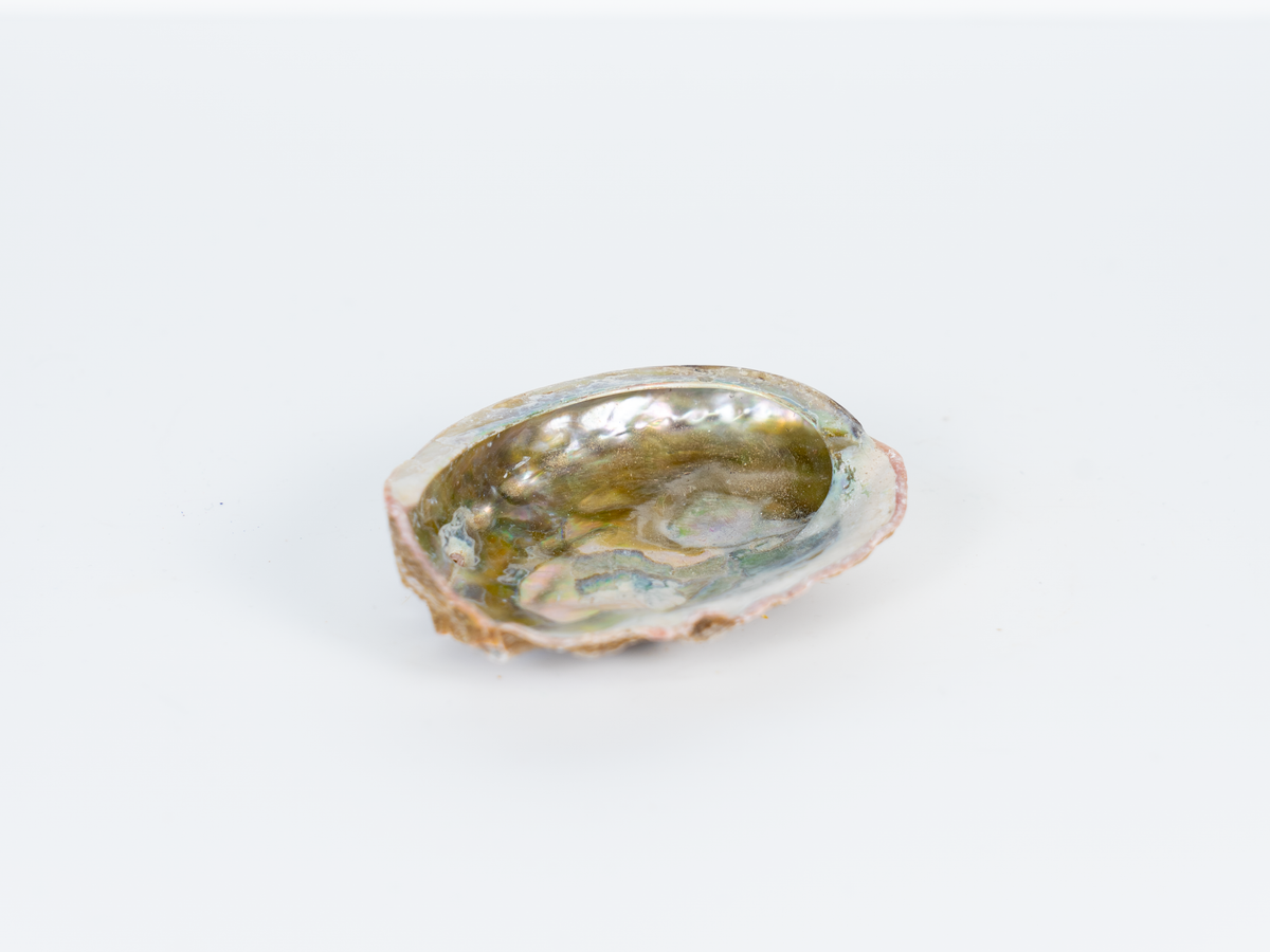 Abalone schelp