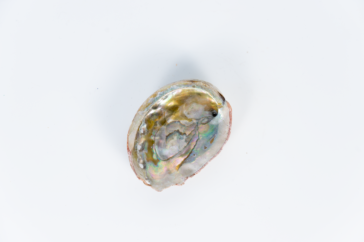 Abalone schelp